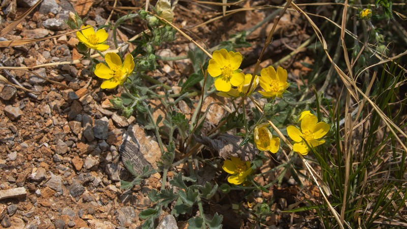 Potentilla sischanensis photo 3