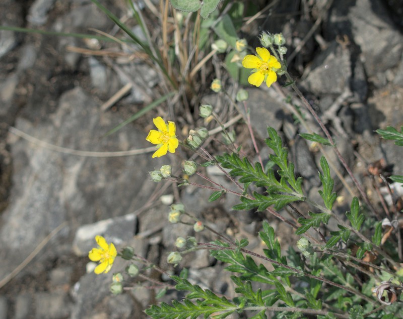 Potentilla sischanensis photo 4