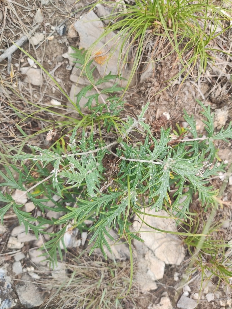 Potentilla sischanensis photo 5