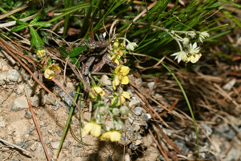 Potentilla sischanensis photo 6