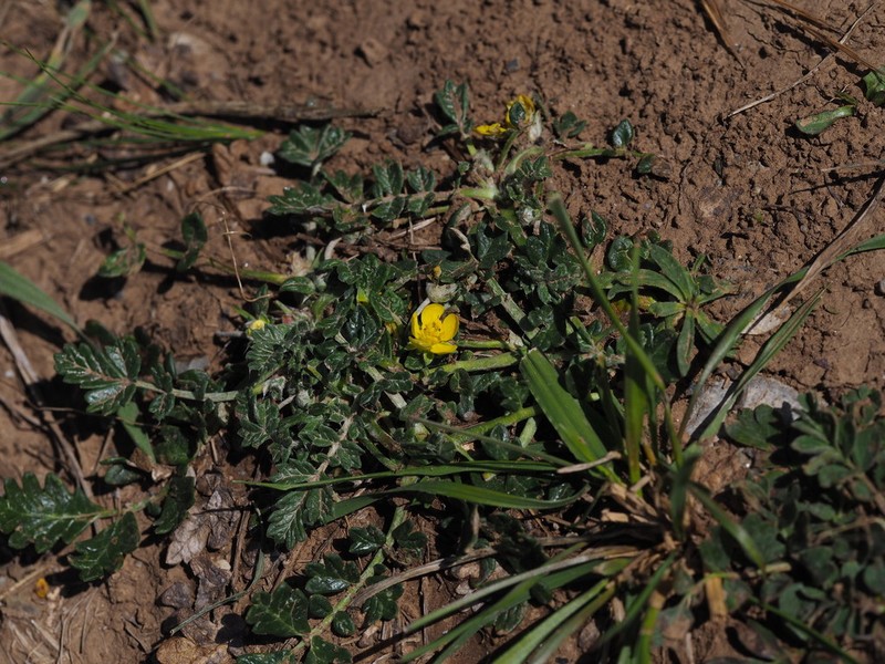 Potentilla sischanensis photo 7