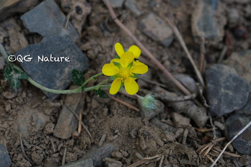 Potentilla sischanensis photo 8