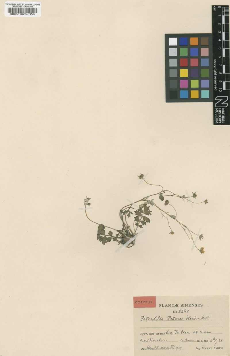 Potentilla sischanensis var. peterae