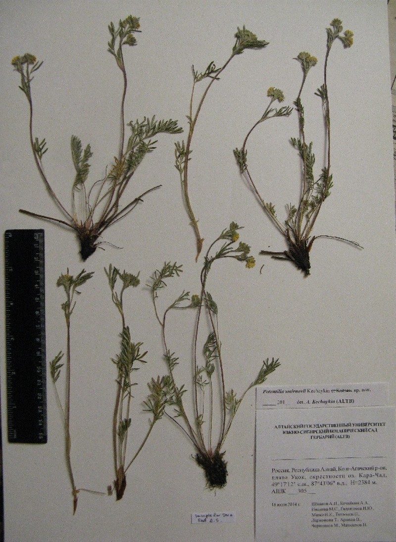 Potentilla smirnovii