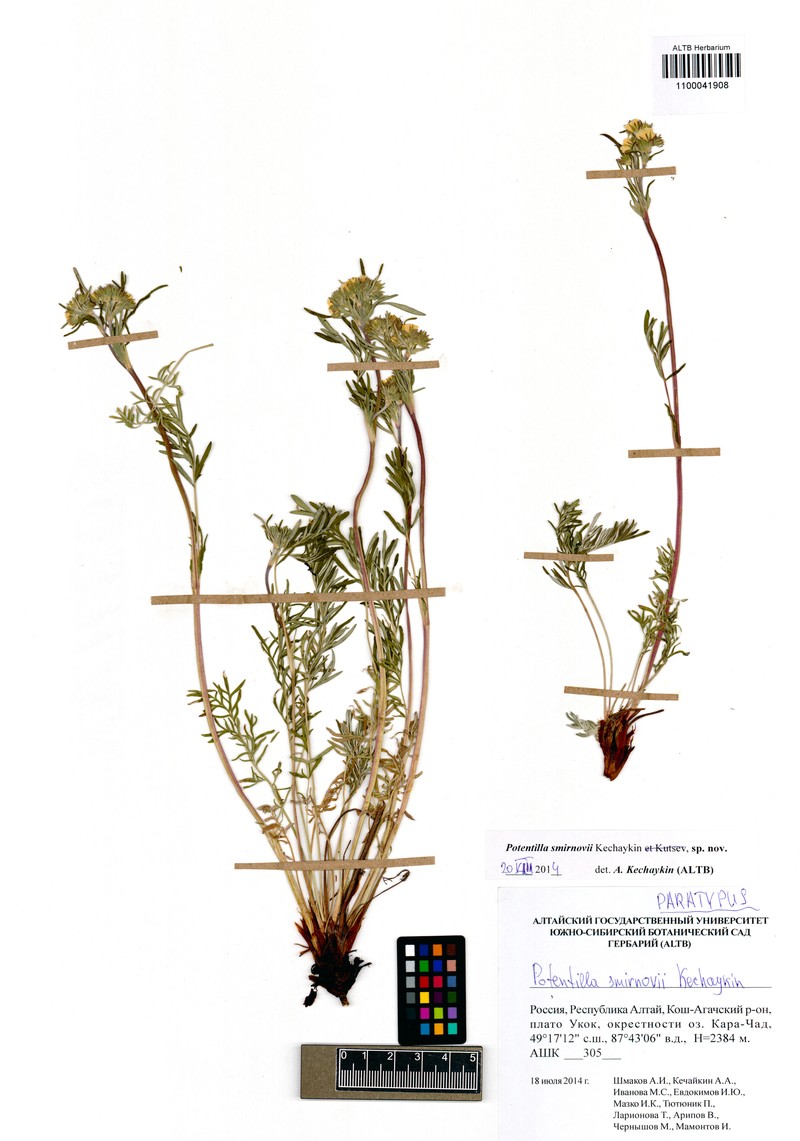 Potentilla smirnovii photo 2