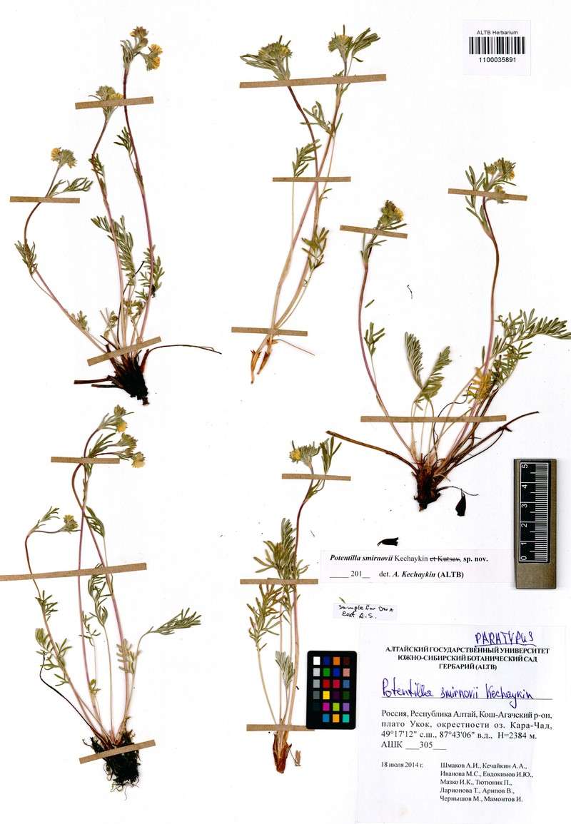 Potentilla smirnovii photo 3
