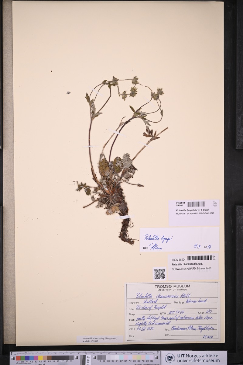 Potentilla sommerfeltii