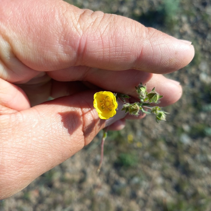 Potentilla soongorica photo 2