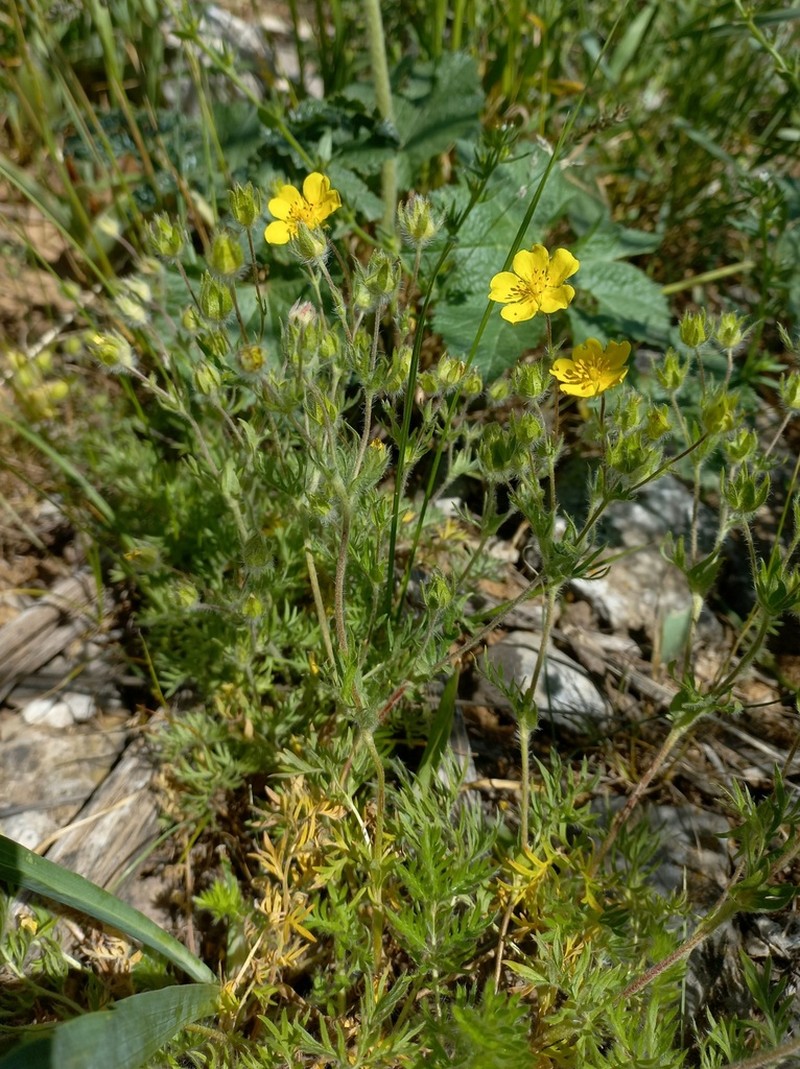 Potentilla soongorica photo 3