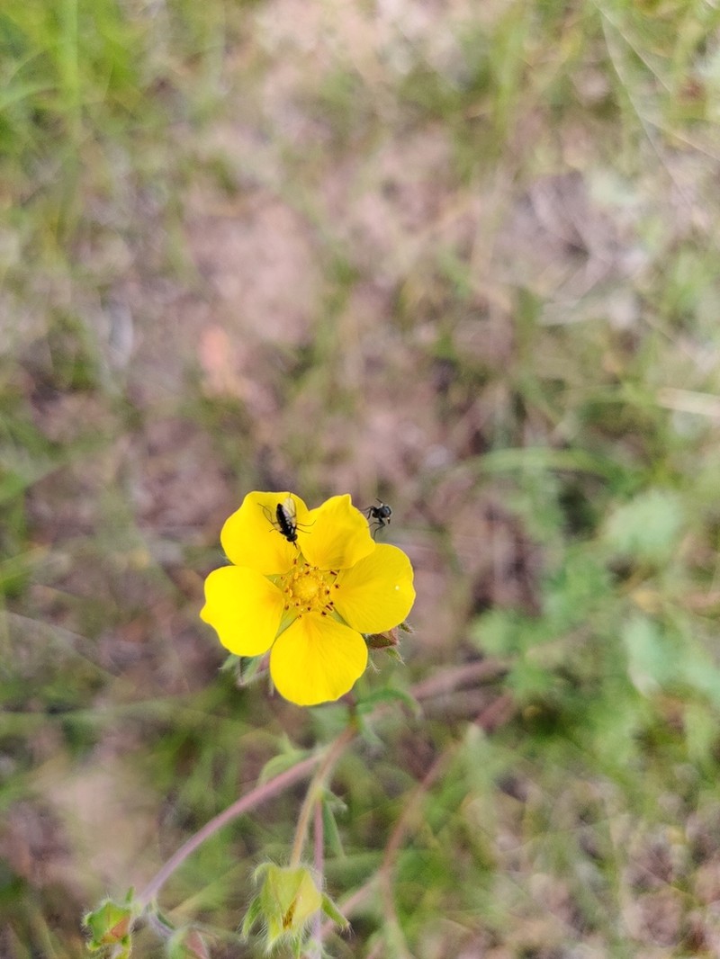 Potentilla soongorica photo 4
