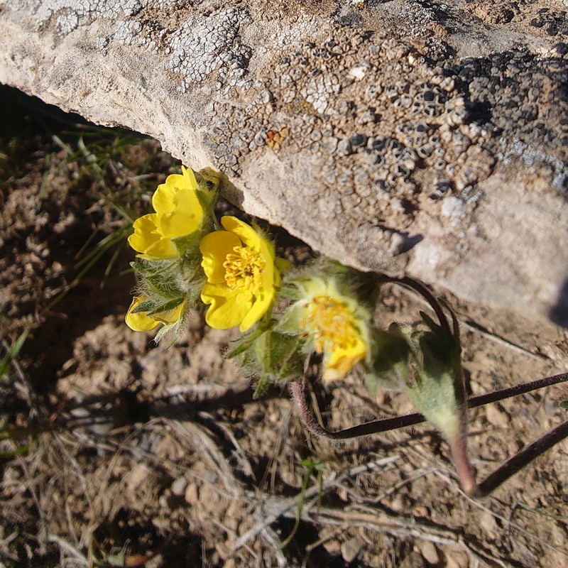 Potentilla soongorica photo 5