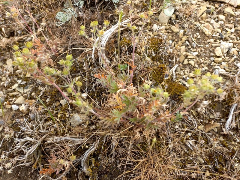 Potentilla soongorica photo 6