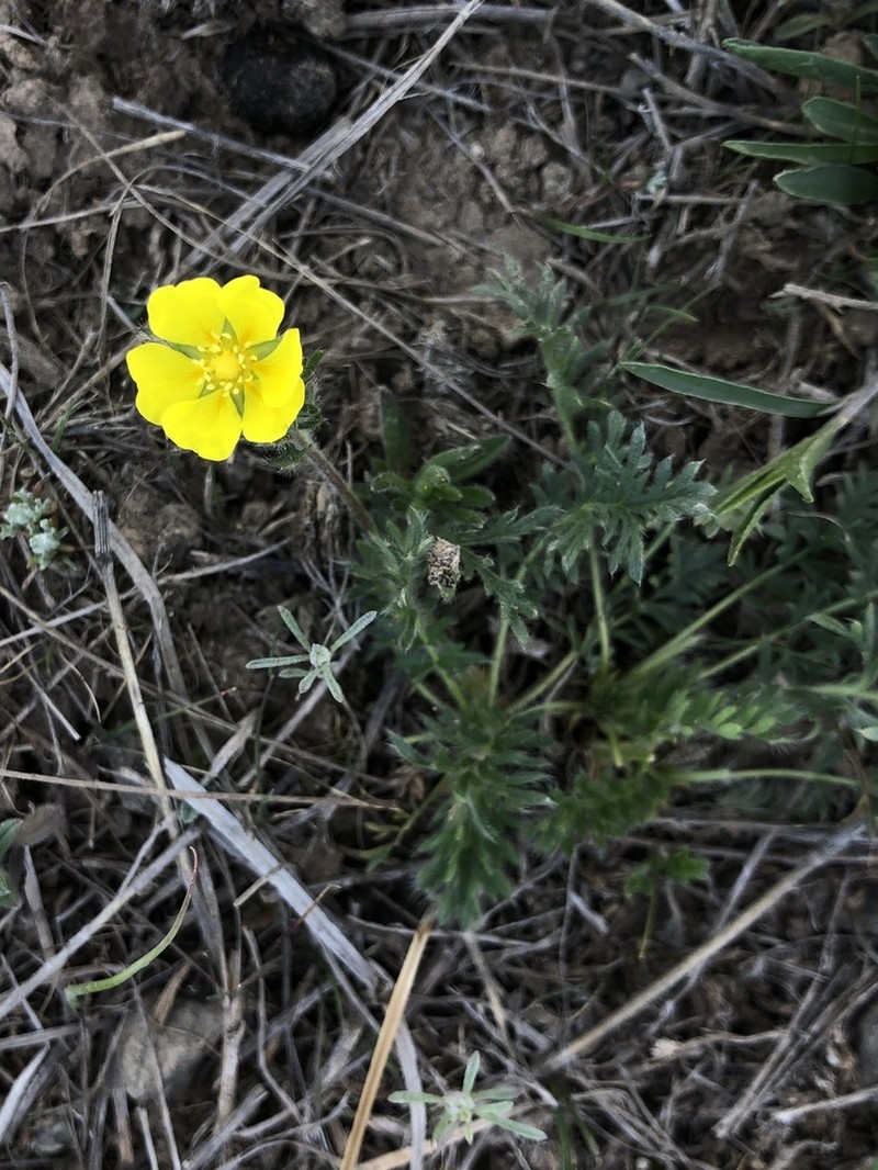Potentilla soongorica photo 7