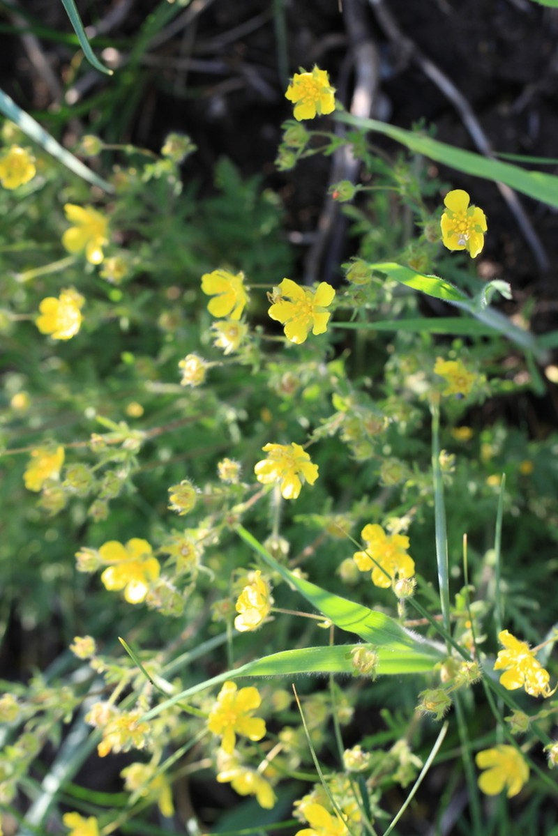 Potentilla soongorica photo 8