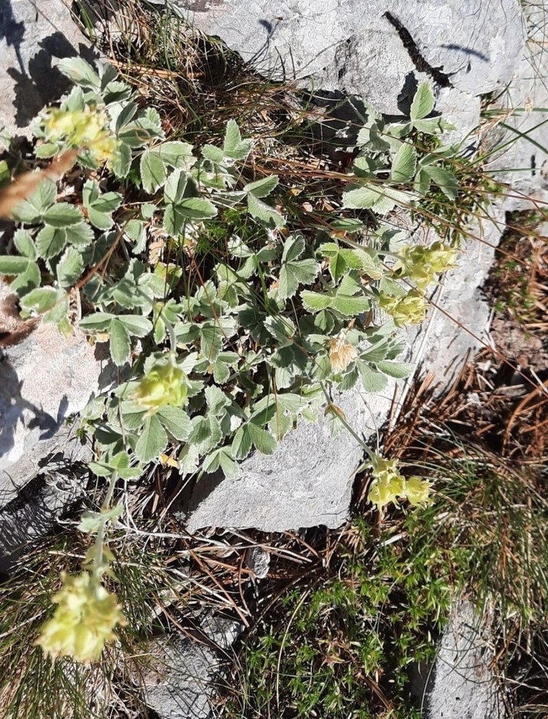 Potentilla speciosa