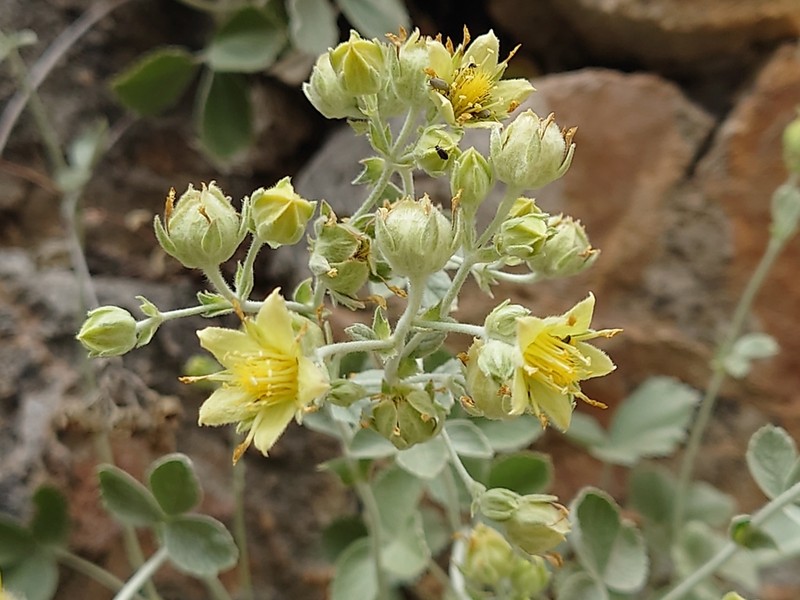 Potentilla speciosa photo 2