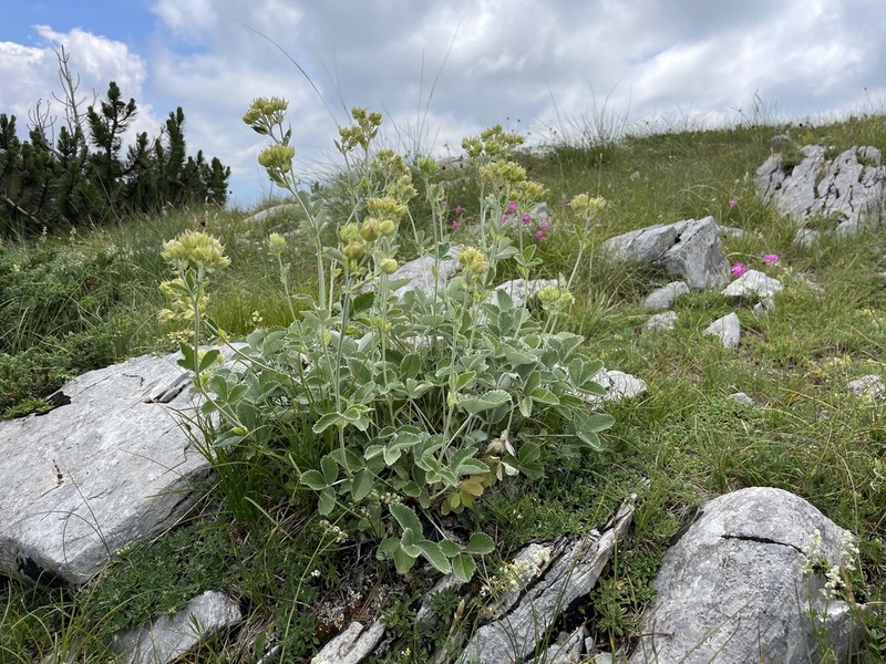 Potentilla speciosa photo 3