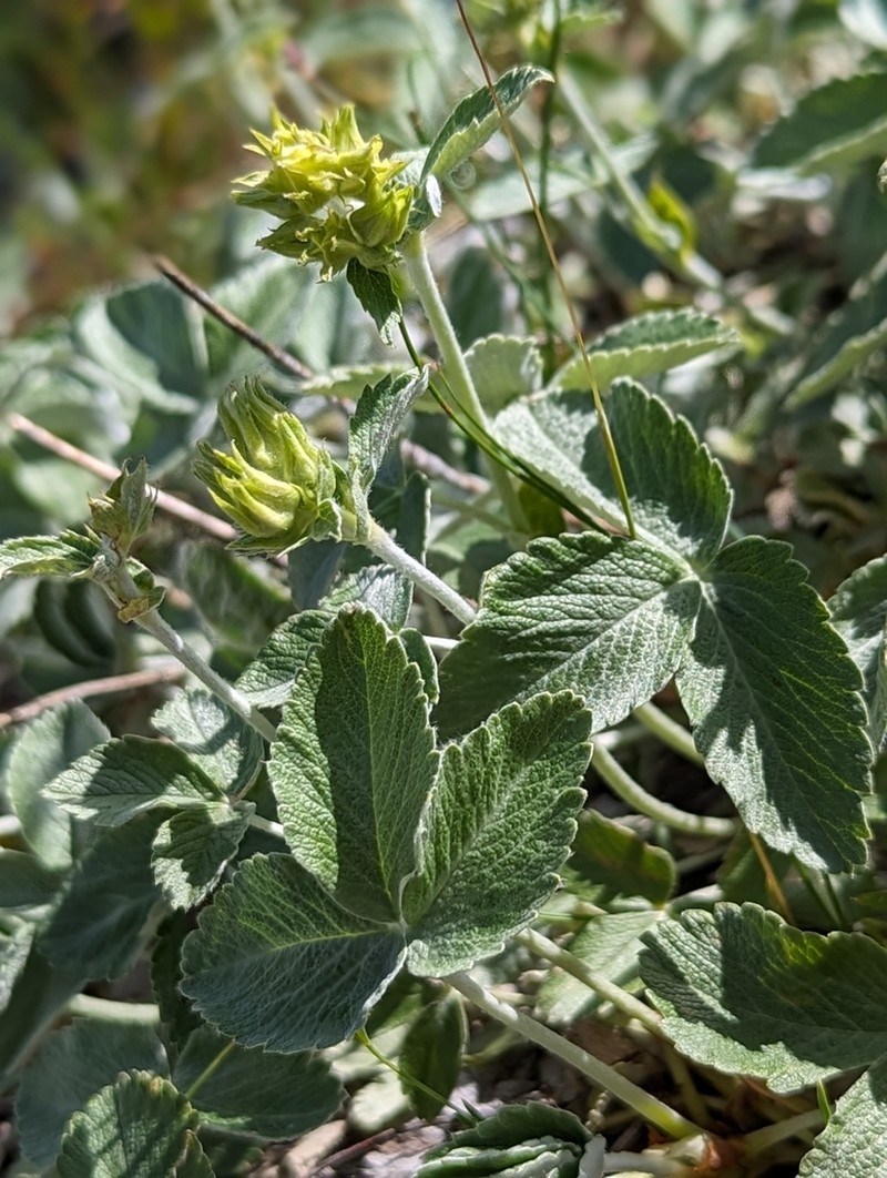 Potentilla speciosa photo 4