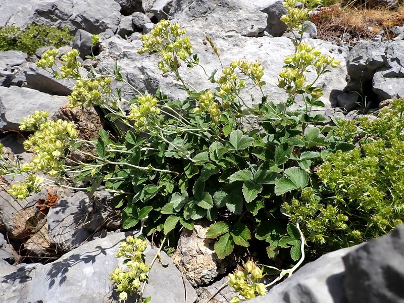 Potentilla speciosa photo 5