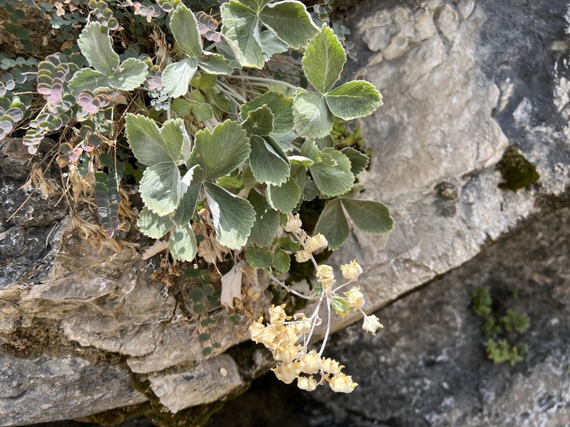 Potentilla speciosa photo 6