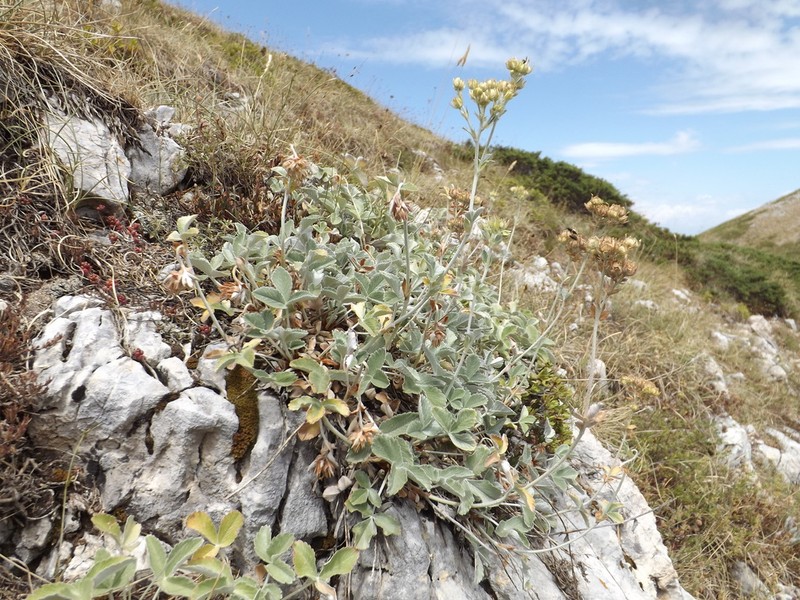 Potentilla speciosa photo 7