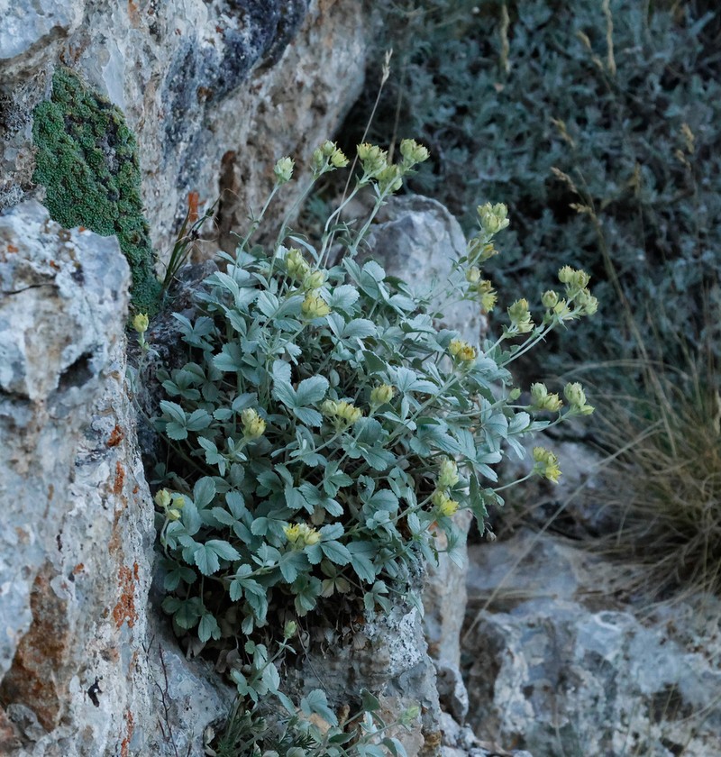 Potentilla speciosa photo 8