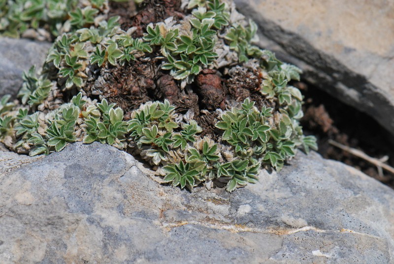 Potentilla speciosa subsp. speciosa
