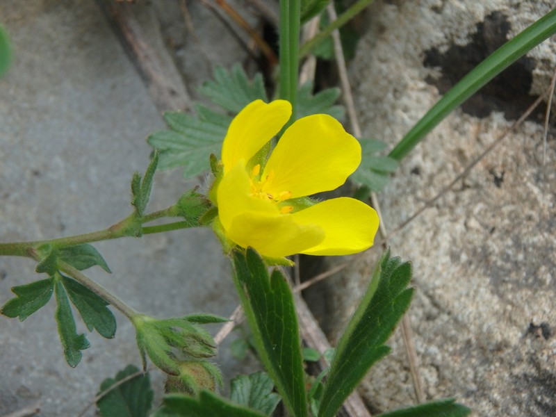 Potentilla sphenophylla