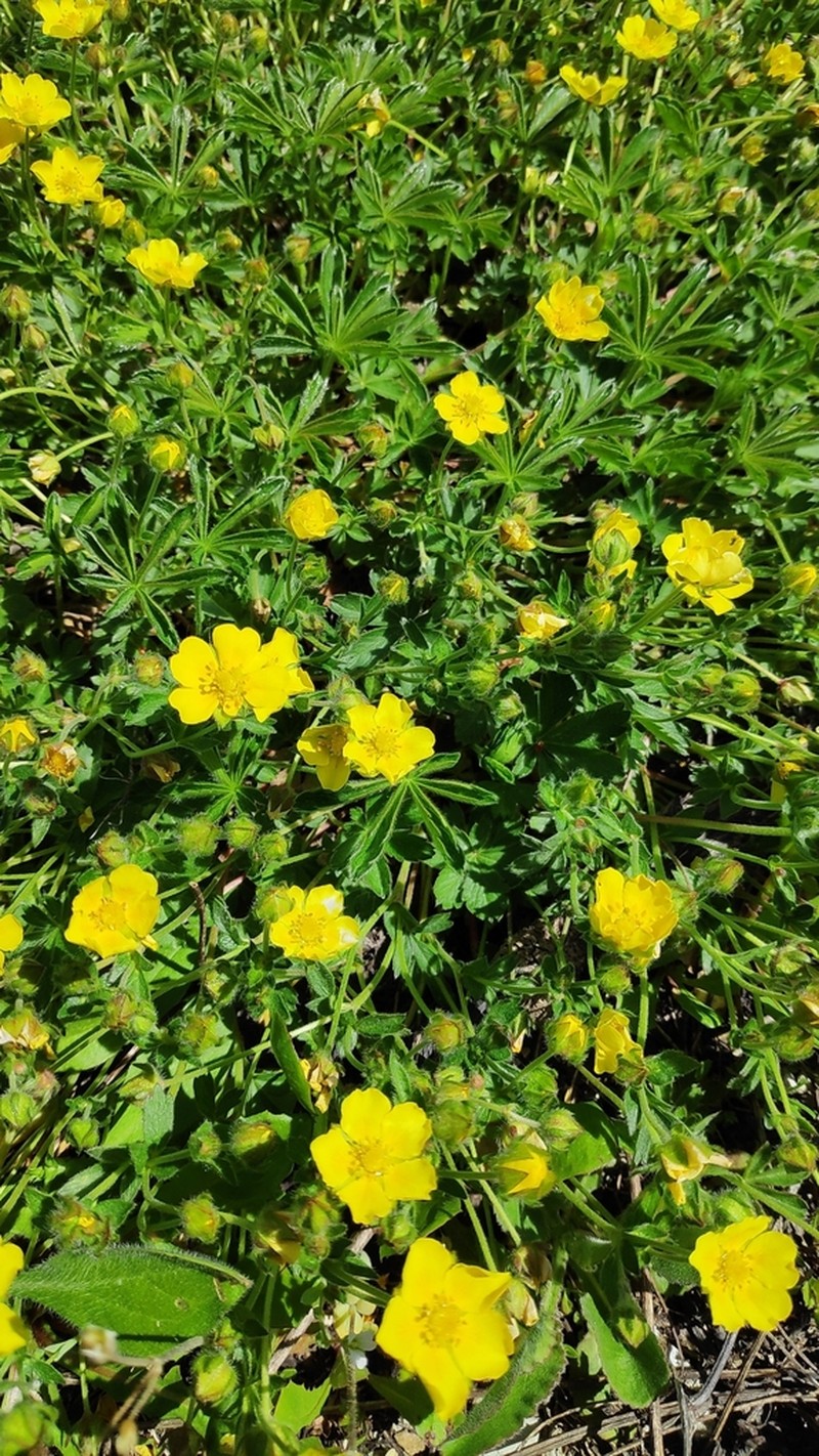 Potentilla sphenophylla photo 2