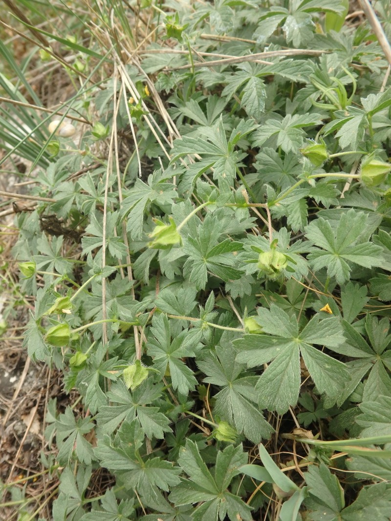 Potentilla sphenophylla photo 3