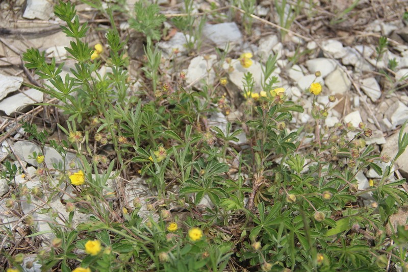 Potentilla sphenophylla photo 4