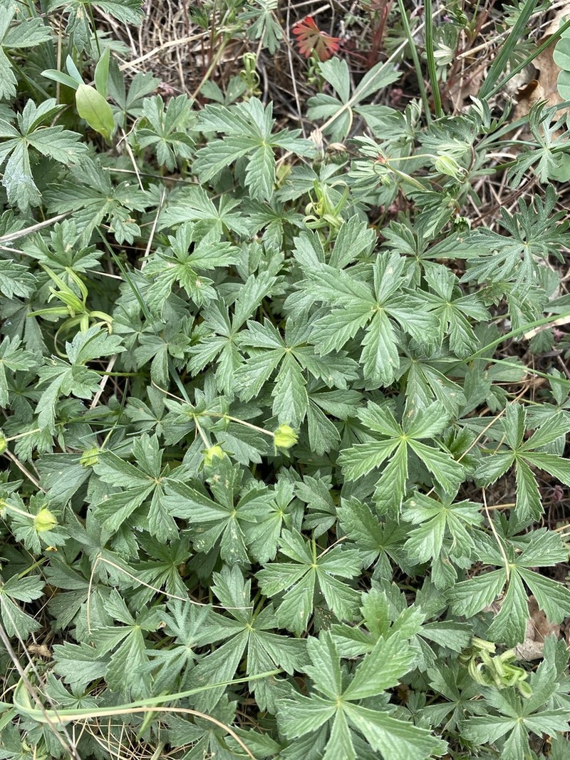 Potentilla sphenophylla photo 5