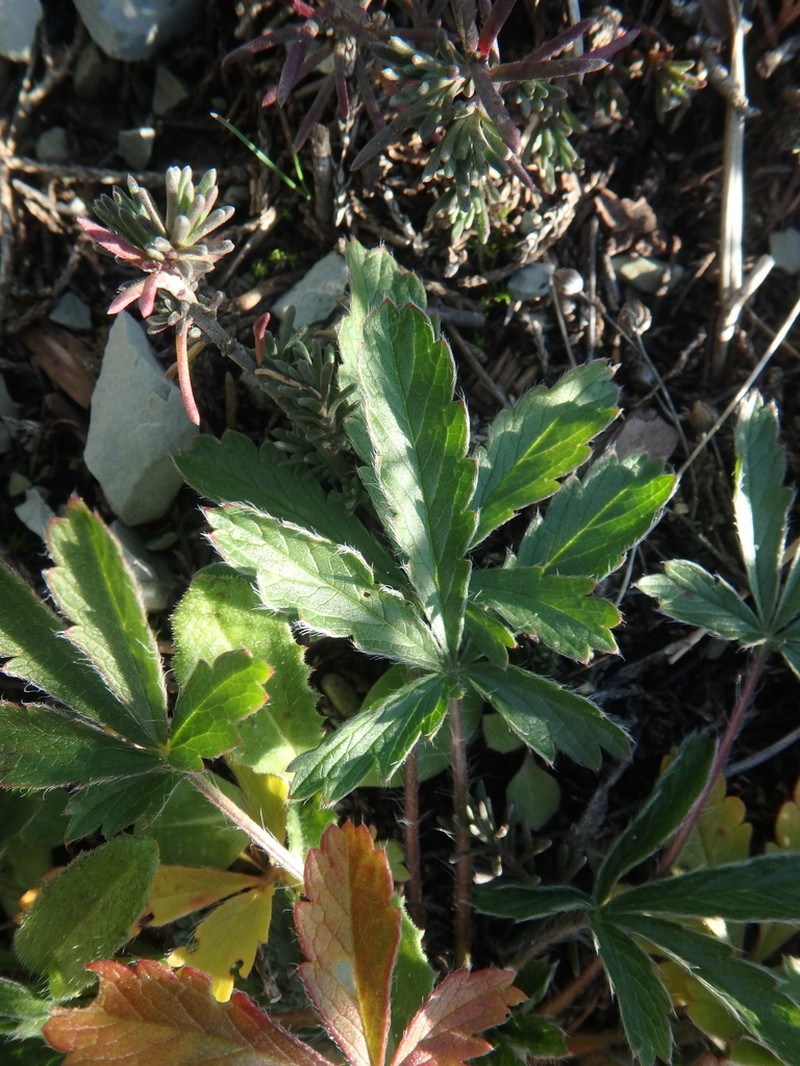 Potentilla sphenophylla photo 6