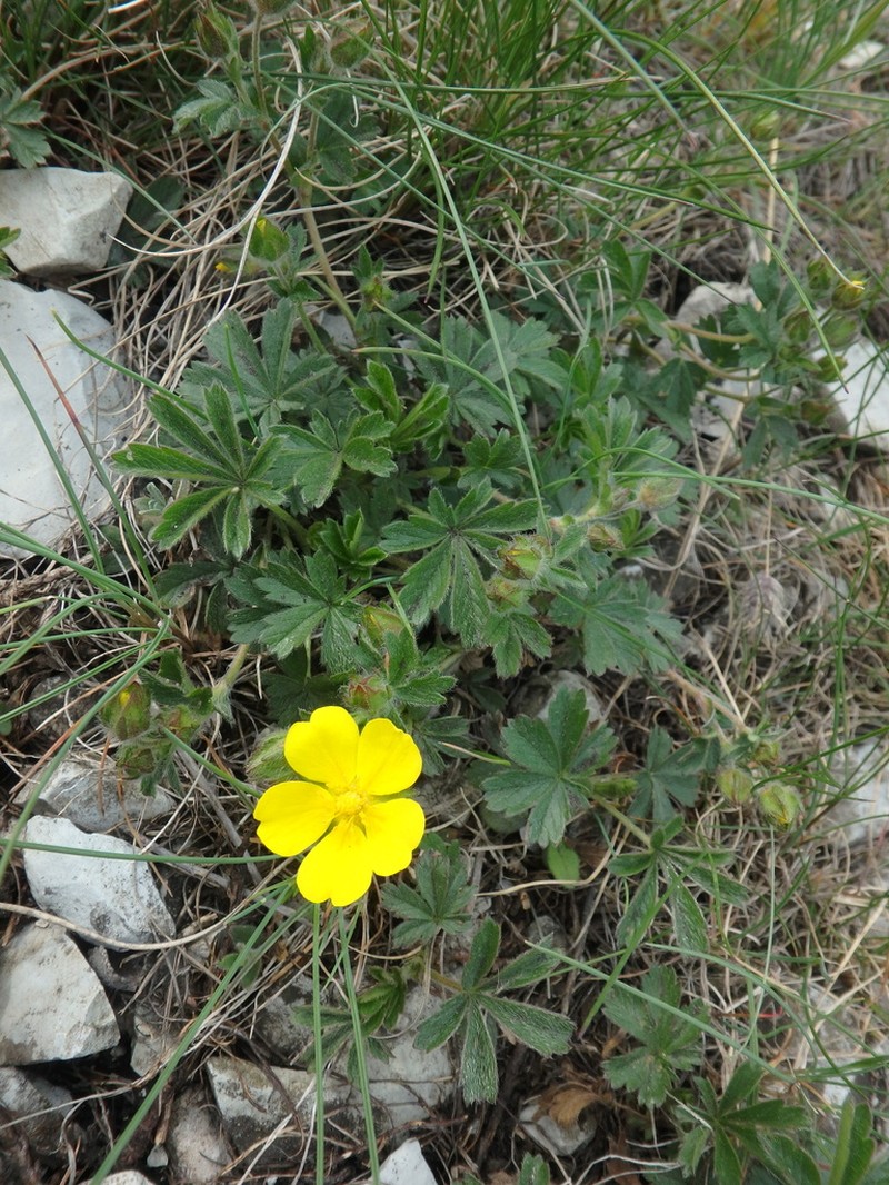 Potentilla sphenophylla photo 7
