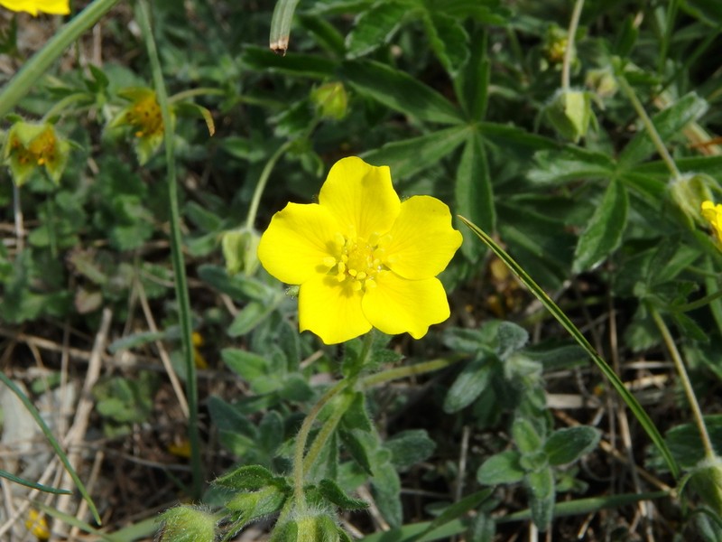 Potentilla sphenophylla photo 8