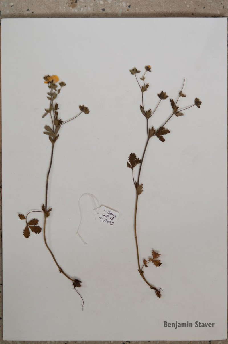 Potentilla spodiochlora