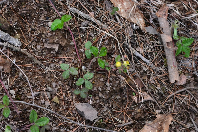 Potentilla squamosa