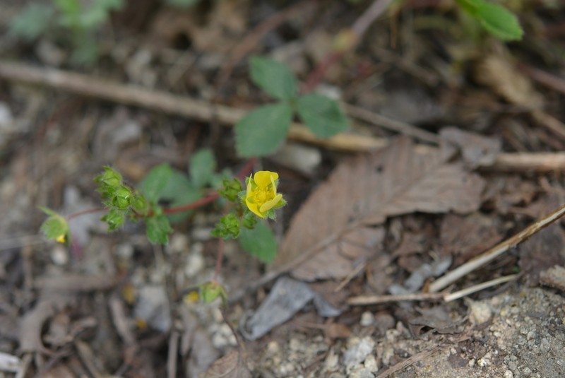 Potentilla squamosa photo 2
