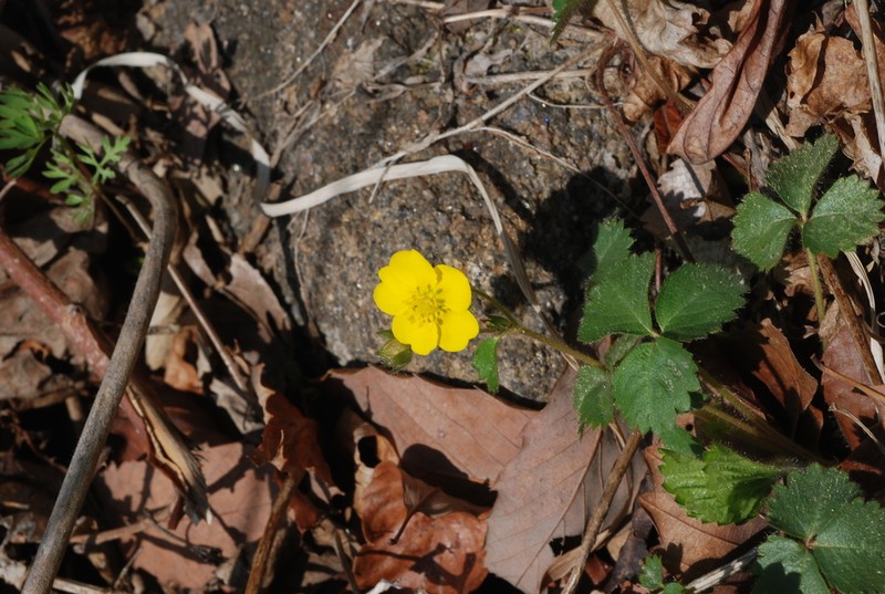 Potentilla squamosa photo 3