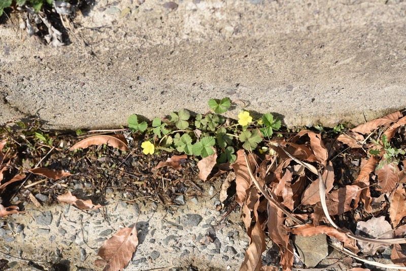 Potentilla squamosa photo 4