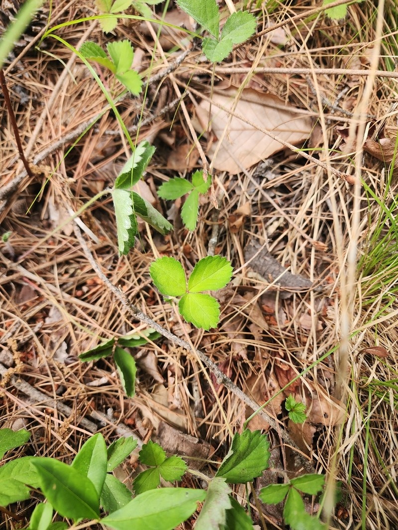 Potentilla squamosa photo 5