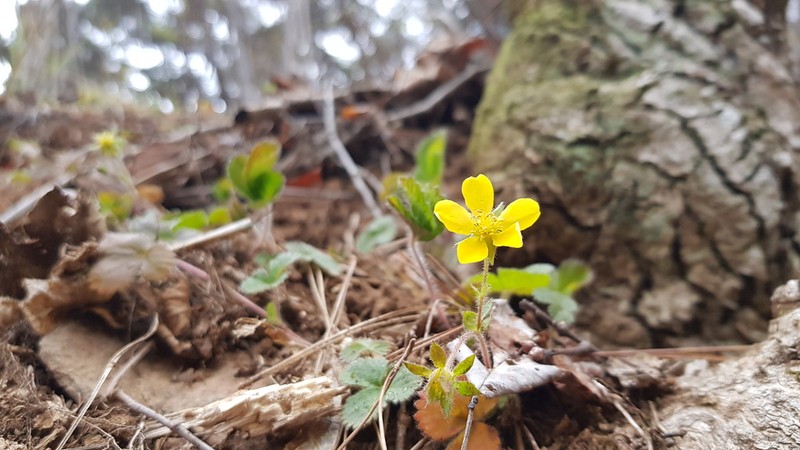 Potentilla squamosa photo 6
