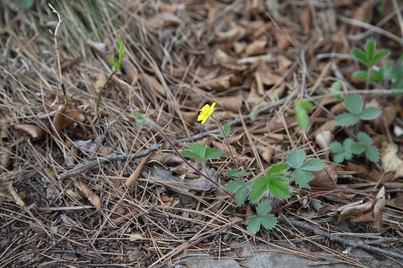 Potentilla squamosa photo 7