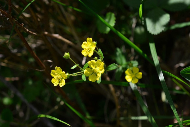 Potentilla squamosa photo 8