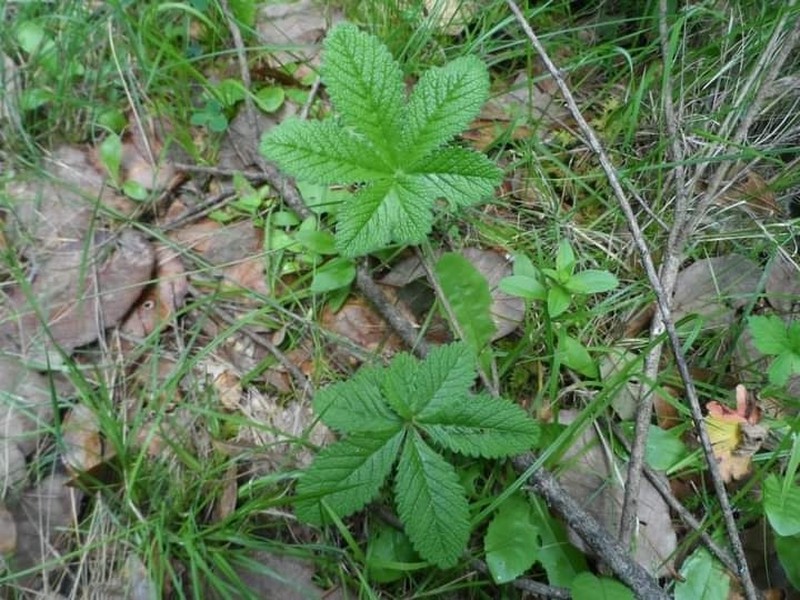 Potentilla staminea