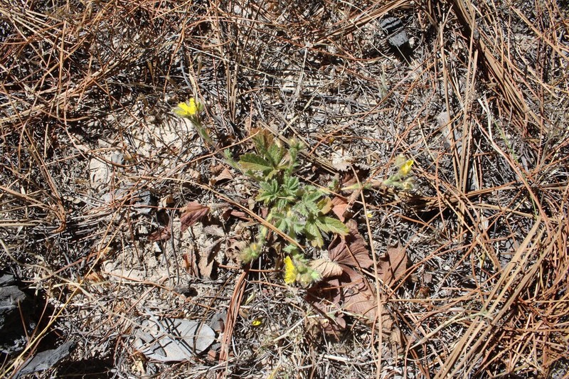 Potentilla staminea photo 2
