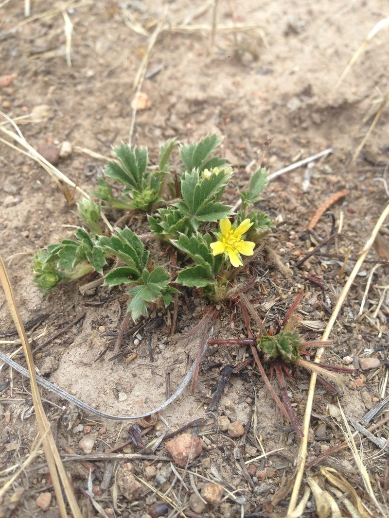 Potentilla staminea photo 4