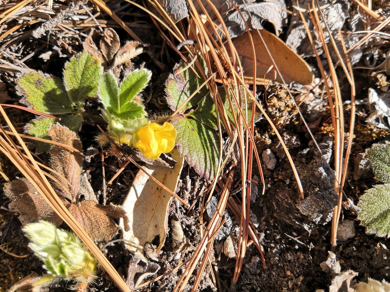 Potentilla staminea photo 5