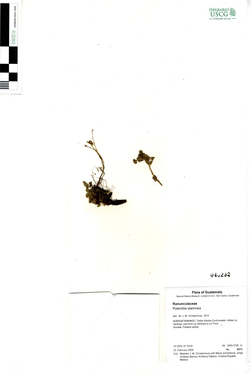 Potentilla staminea photo 6