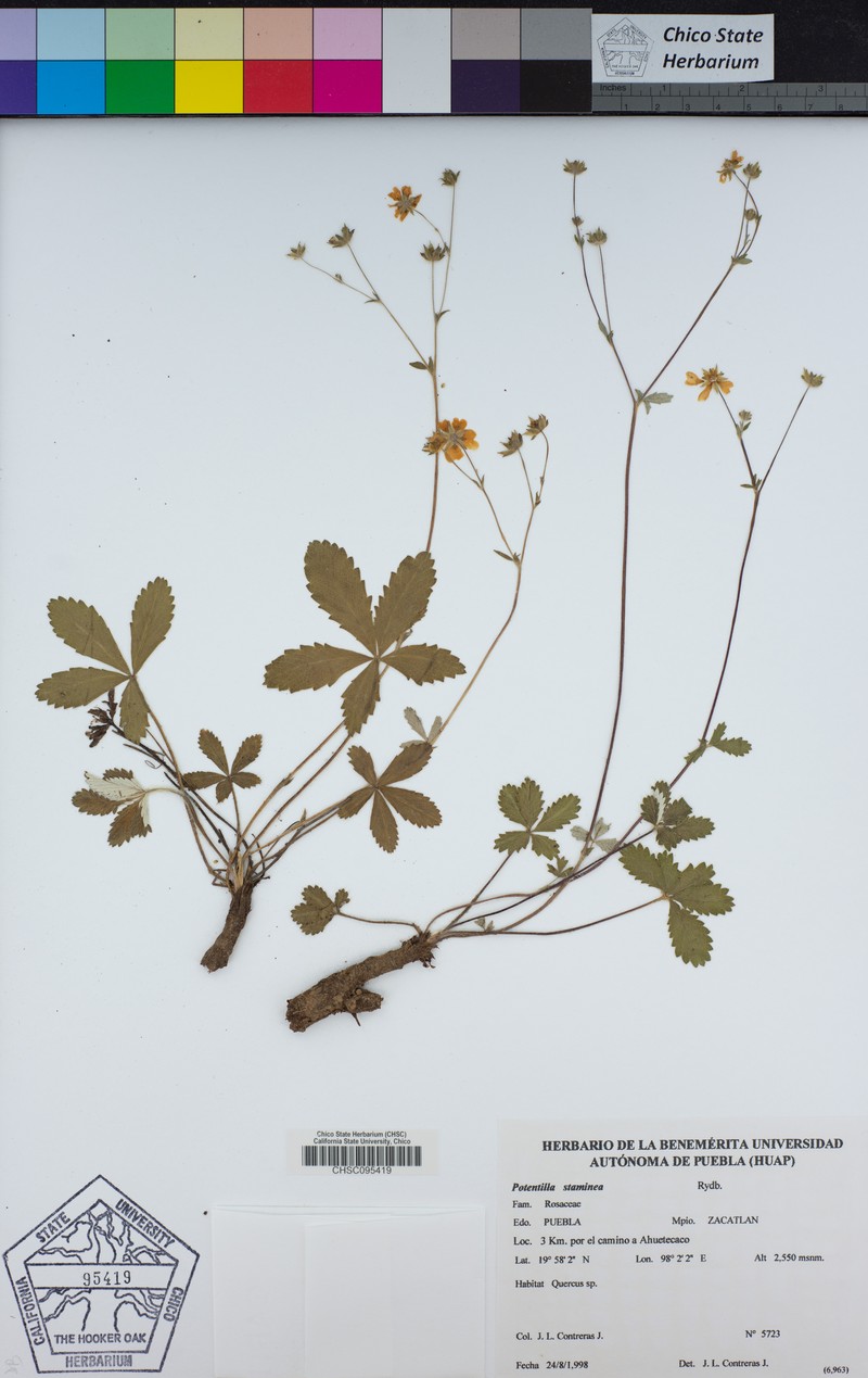 Potentilla staminea photo 7